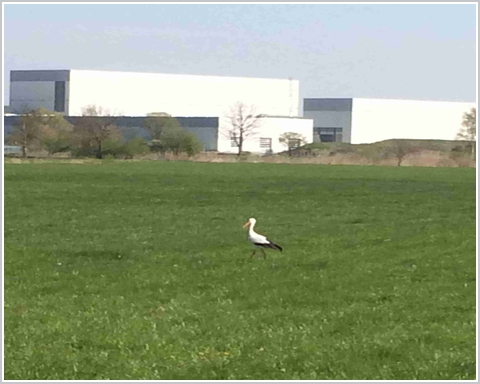 Storch nahe der Altmhlwiesen in Herrieden, Mittelfranken - sein Lebensraum ist von einer geplanten Erweiterung des angrenzenden Gewerbegebiets bedroht