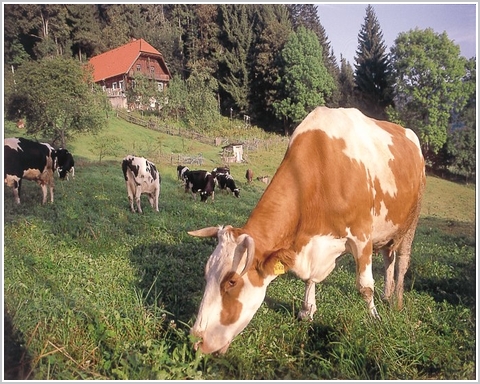 Weidelandhaltung von Milchvieh ist ein Beitrag zur Landschaftspflege